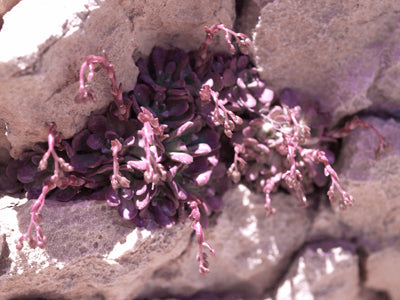 ROSULARIA LIBANOTICA RCB RL-20