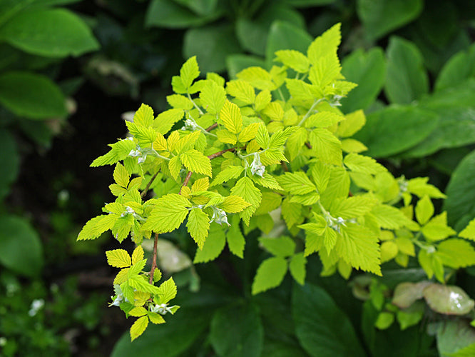 RUBUS IDAEUS 'AUREUS'