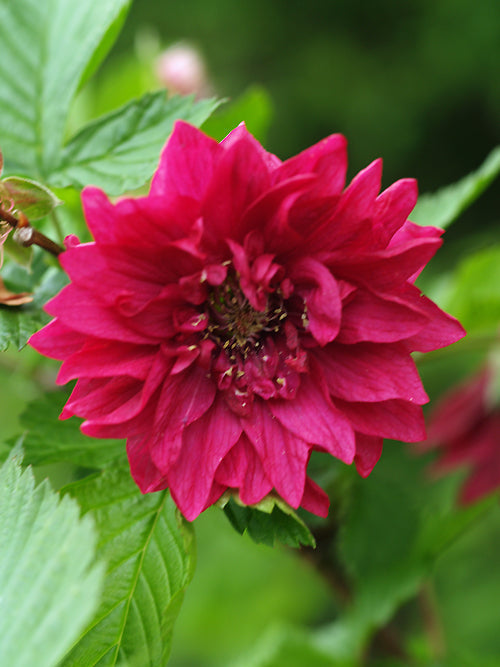 RUBUS SPECTABILIS 'OLYMPIC DOUBLE' 2