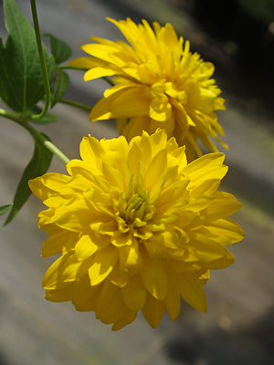RUDBECKIA LACINIATA 'HORTENSIA'