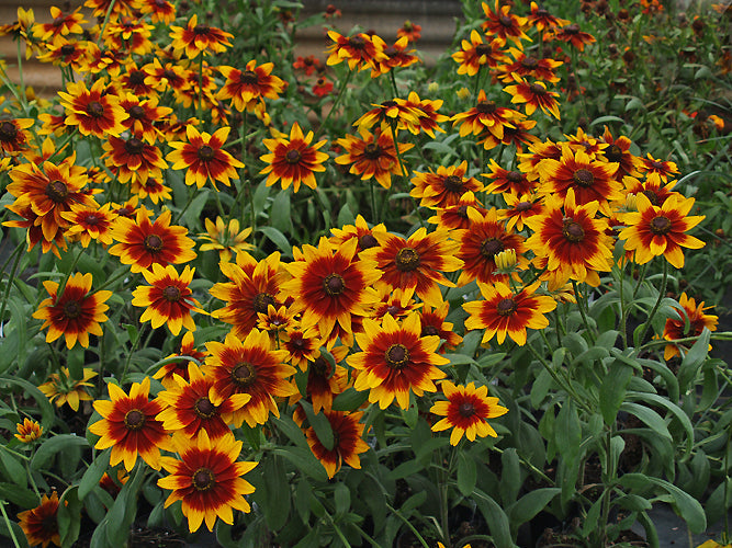 RUDBECKIA 'BERLIN'