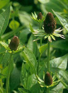 RUDBECKIA OCCIDENTALIS 'GREEN WIZARD'