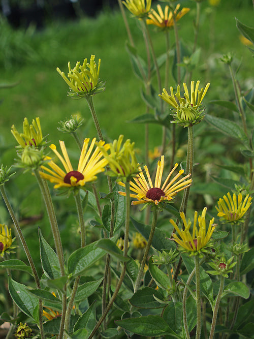 RUDBECKIA SUBTOMENTOSA 'HENRY EILERS'