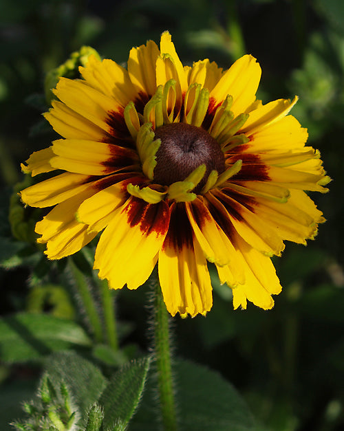 RUDBECKIA 'PEKING'
