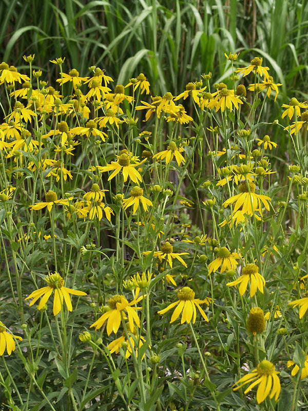 RUDBECKIA PANICULATA