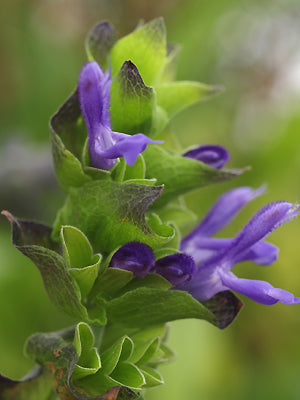 SALVIA ATROCYANEA