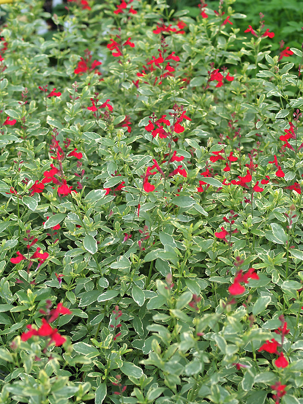 SALVIA x JAMENSIS 'DESERT BLAZE'