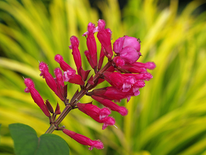 SALVIA INVOLUCRATA 'BETHELLII'