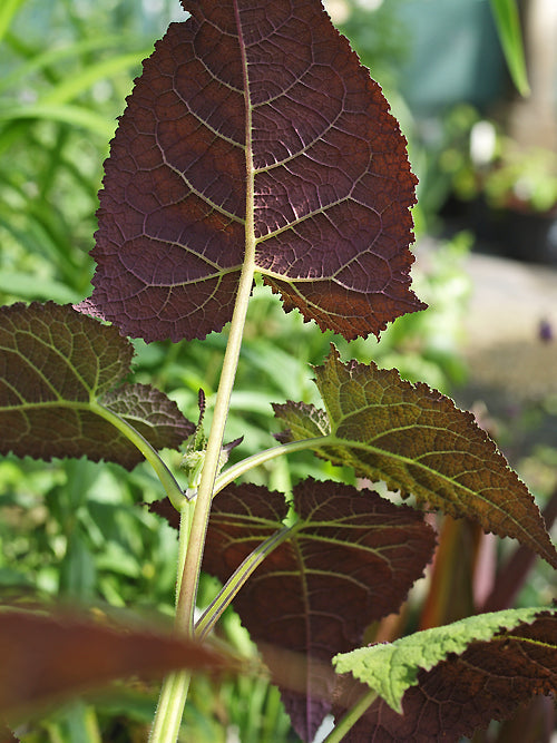 SALVIA OMEIANA 'CRÛG THUNDERCLOUD'