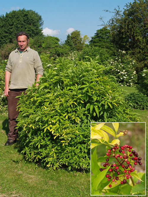 SAMBUCUS NIGRA subsp.CANADENSIS 'AUREA'