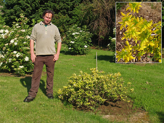 SAMBUCUS NIGRA 'ARDWALL'
