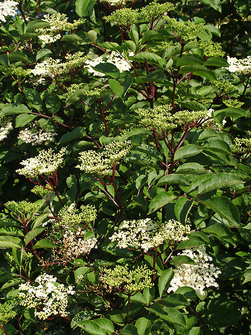 SAMBUCUS NIGRA 'CASTLEDEAN'