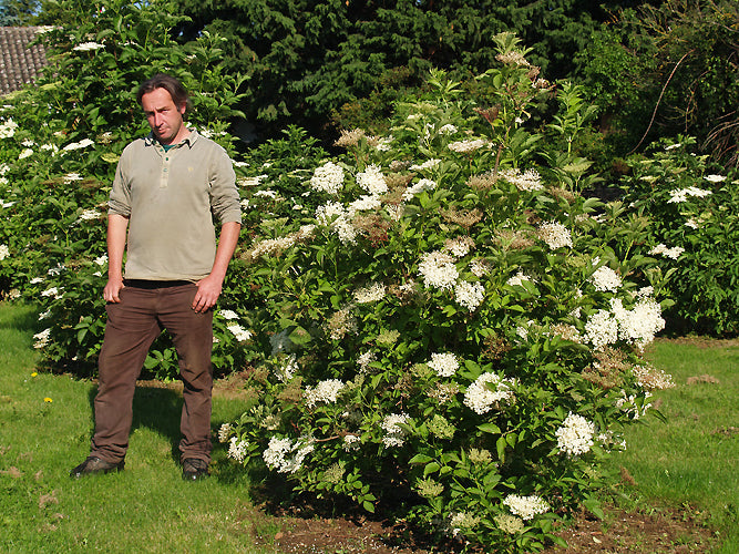 SAMBUCUS NIGRA 'KÖRSÖR'