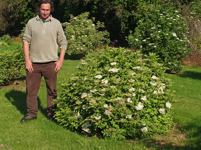 SAMBUCUS NIGRA 'MARMORATA'