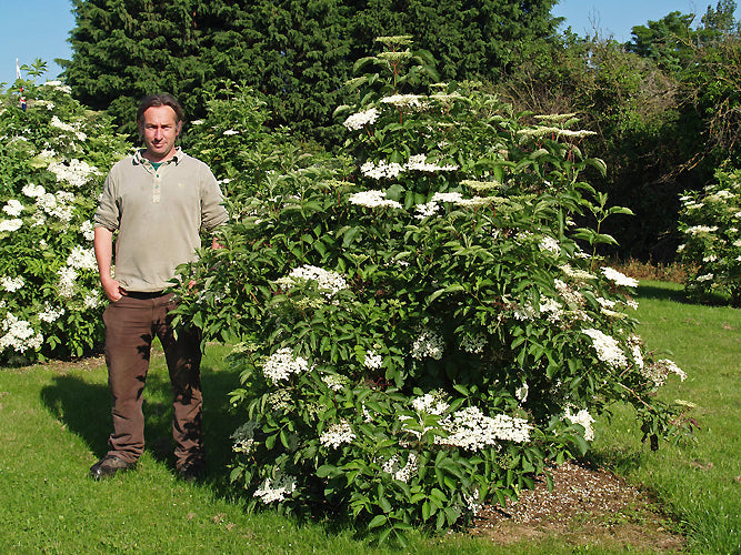 SAMBUCUS NIGRA 'SAMPO'