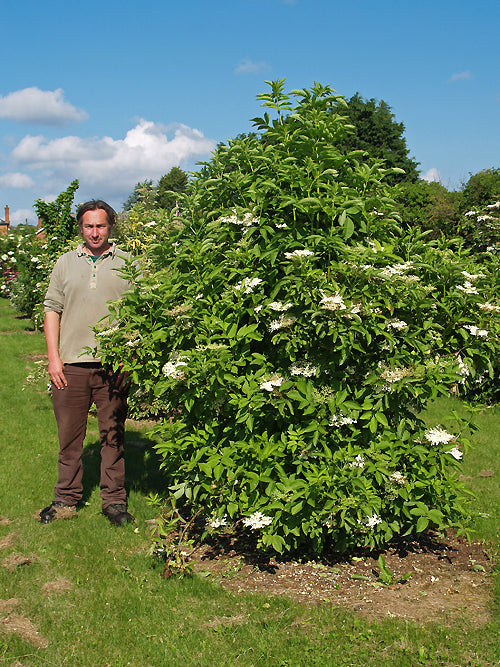 SAMBUCUS NIGRA upright, green-leaf