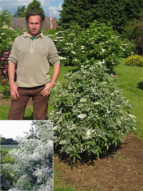 SAMBUCUS NIGRA 'PULVERENTULA'