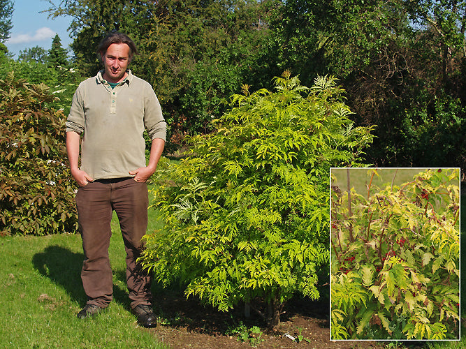 SAMBUCUS RACEMOSA 'SUTHERLAND GOLD'