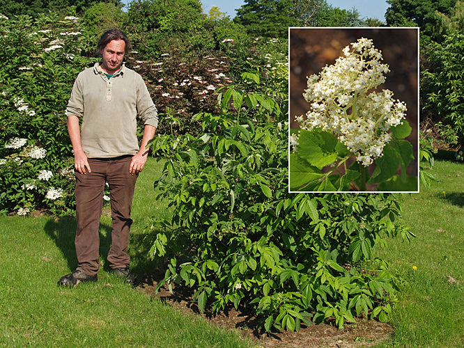 SAMBUCUS RACEMOSA var.SIEBOLDIANA