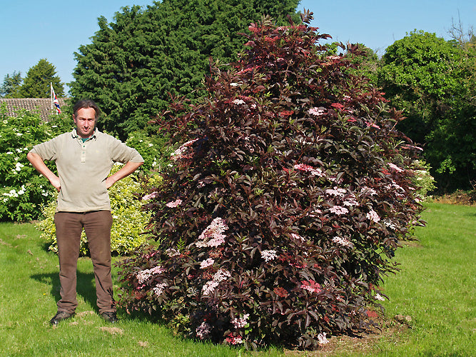 SAMBUCUS NIGRA 'THUNDERCLOUD'