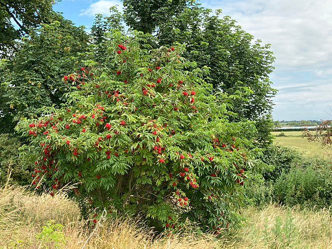 SAMBUCUS TIGRANII 2.