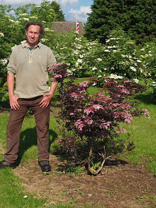 SAMBUCUS NIGRA 'BLACK BEAUTY'