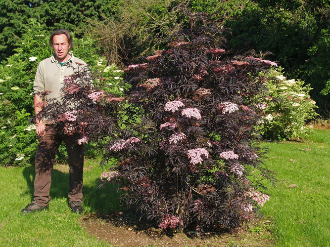 Mature Sambucus nigra 'Black Lace' with Ed Brown