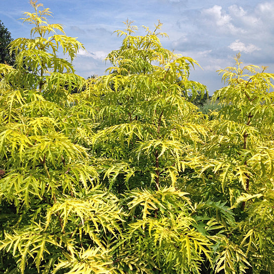 SAMBUCUS RACEMOSA 'LEMONY LACE'
