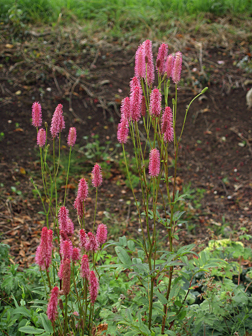 SANGUISORBA 'BLACKTHORN'