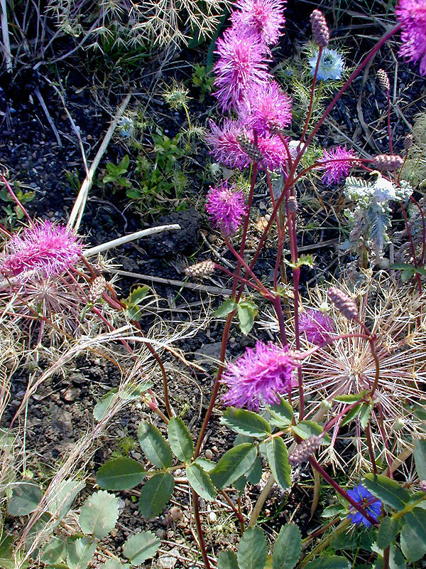SANGUISORBA OBTUSA