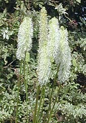 SANGUISORBA PARVIFLORA 'ALBA'