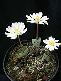 SANGUINARIA CANADENSIS early form