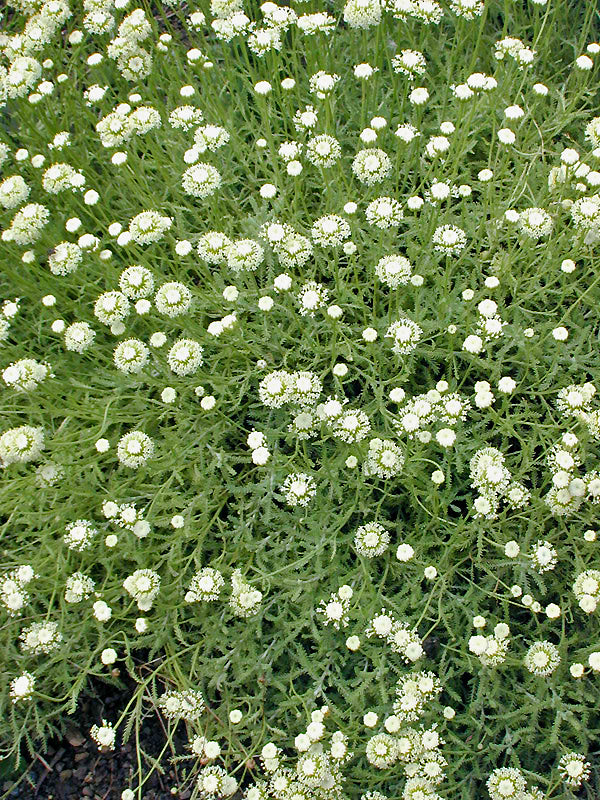 SANTOLINA CHAMAECYPARISSUS 'DOUBLE LEMON'