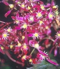 SAXIFRAGA FORTUNEI 'RED JACKET'