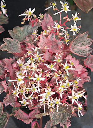 SAXIFRAGA FORTUNEI 'CRYSTAL PINK'