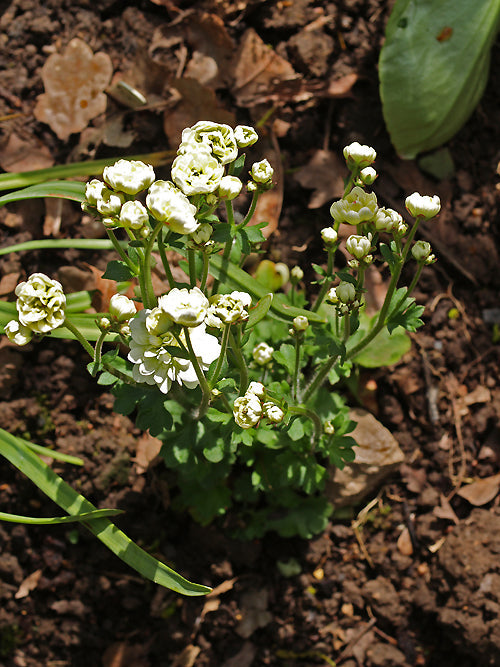 SAXIFRAGA GRANULATA 'FLORE PLENO'