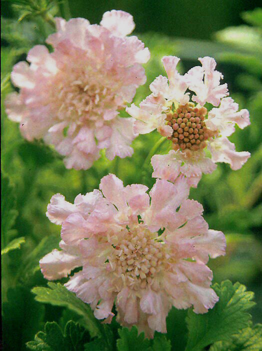 SCABIOSA 'LITTLE EMILY'