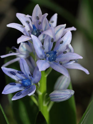 SCILLA LINGULATA