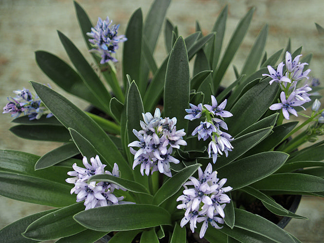 SCILLA LINGULATA var.CILIOLATA