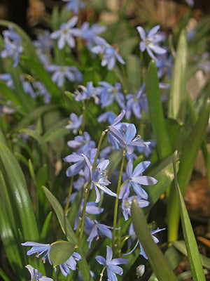 SCILLA MELAINA JCA 0.875.000