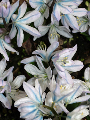 SCILLA MISCHTSCHENKOANA 'TUBERGENIANA'