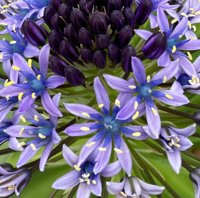 SCILLA HUGHII