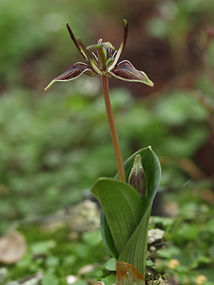 SCOLIOPUS BIGELOWII