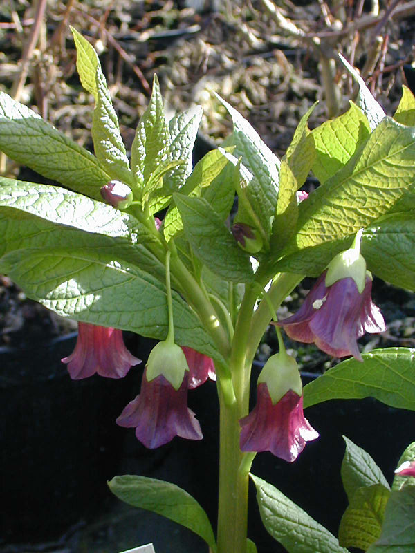 SCOPOLIA CARNIOLICA 'ZWANENBURG' RS.12881