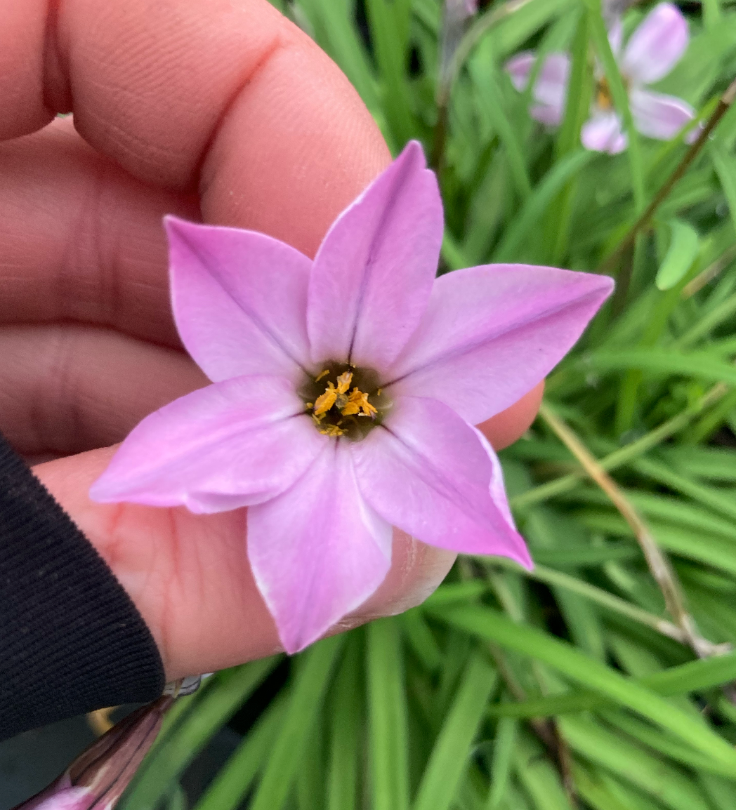 Ipheion ‘Charlotte Bishop’ | Pink Spring Starflower