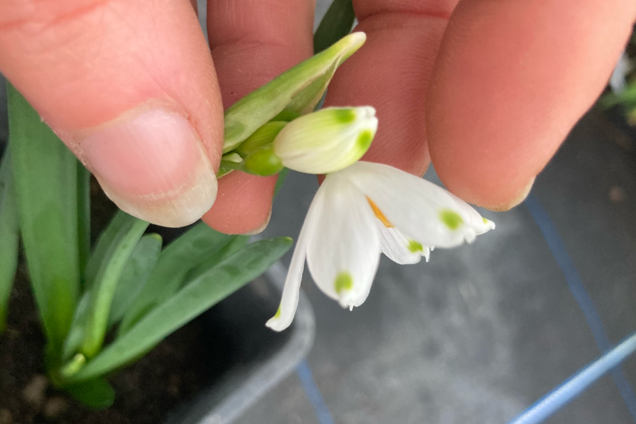Leucojum aestivum ‘Gravetye Giant’