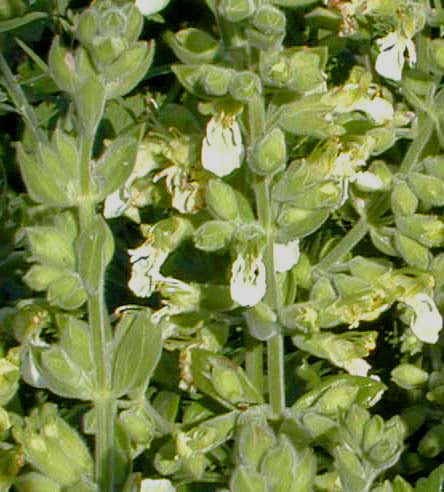 SCUTELLARIA SP.1