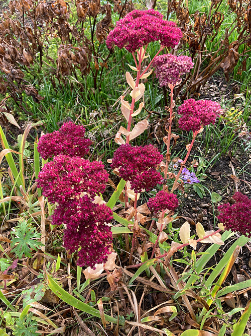 SEDUM 'AUTUMN JOY'