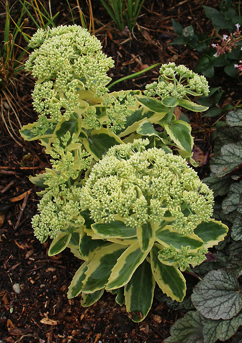 SEDUM 'ELSIE'S GOLD'