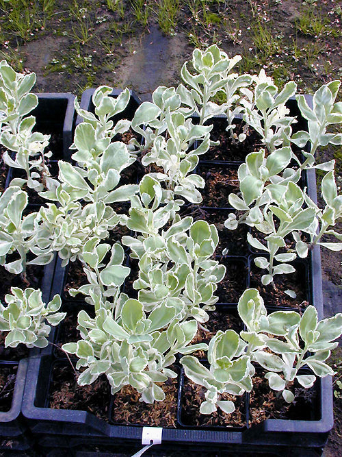 SEDUM ERYTHROSTICHUM 'FROSTY MORN'